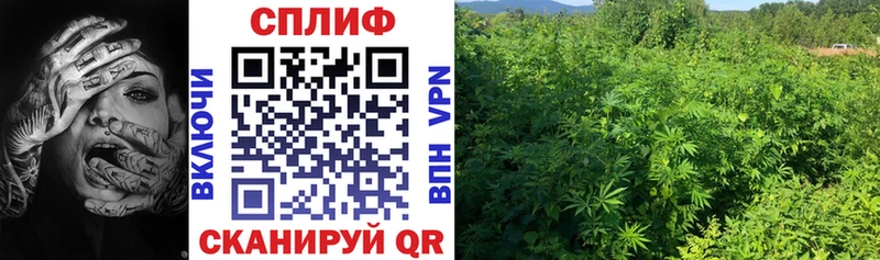Купить где  Вязьма  Конопля марихуана 